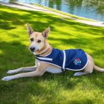 Assegai's SA paw print dog vest