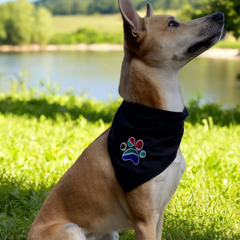 Assegai's SA Black dog bandana