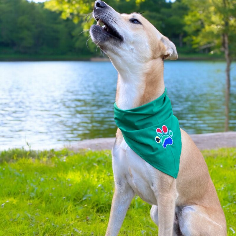 Assegai's SA Green dog bandana